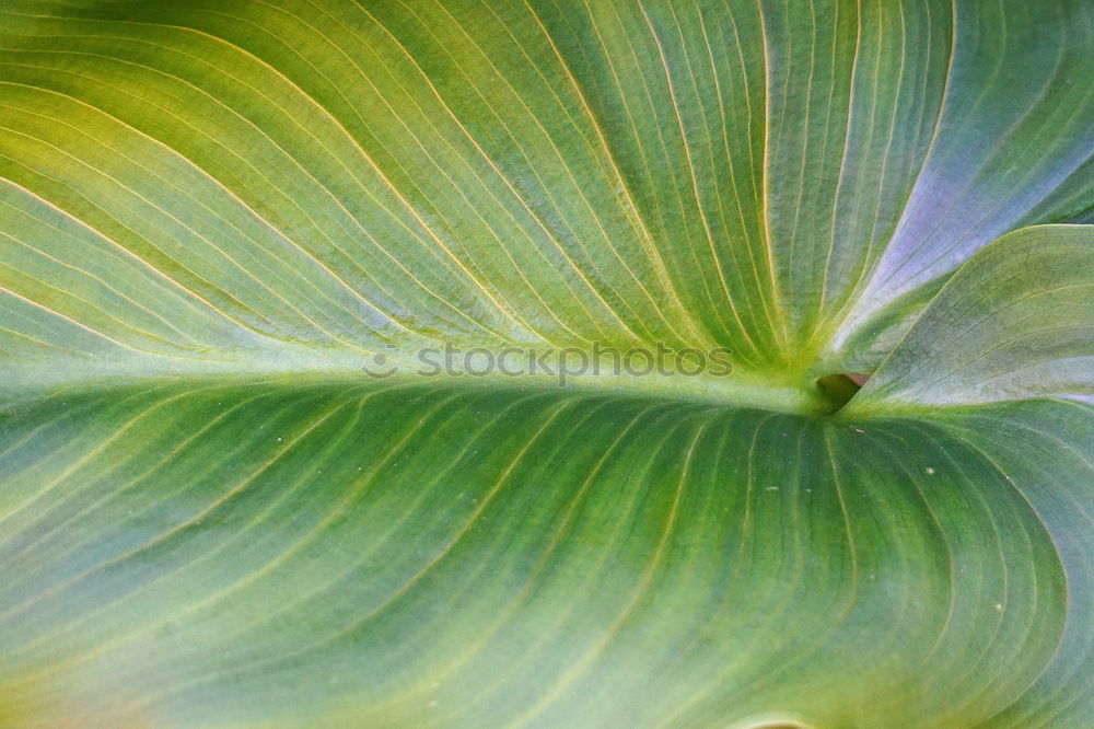 Similar – Image, Stock Photo It’s so green…
