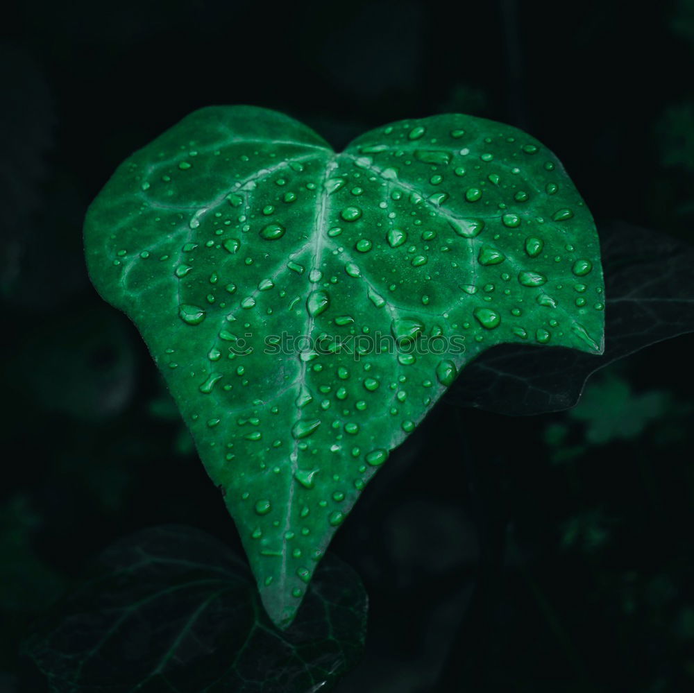 Similar – Image, Stock Photo red clover, trifolium pratense, four clovers