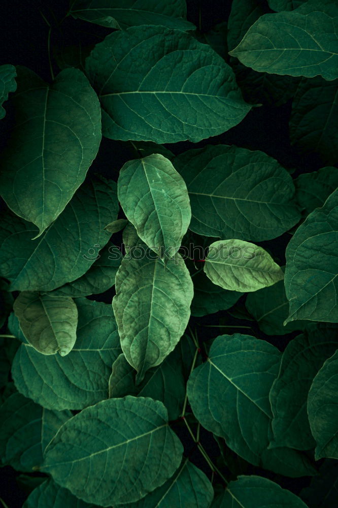 Image, Stock Photo green plant leaves Plant