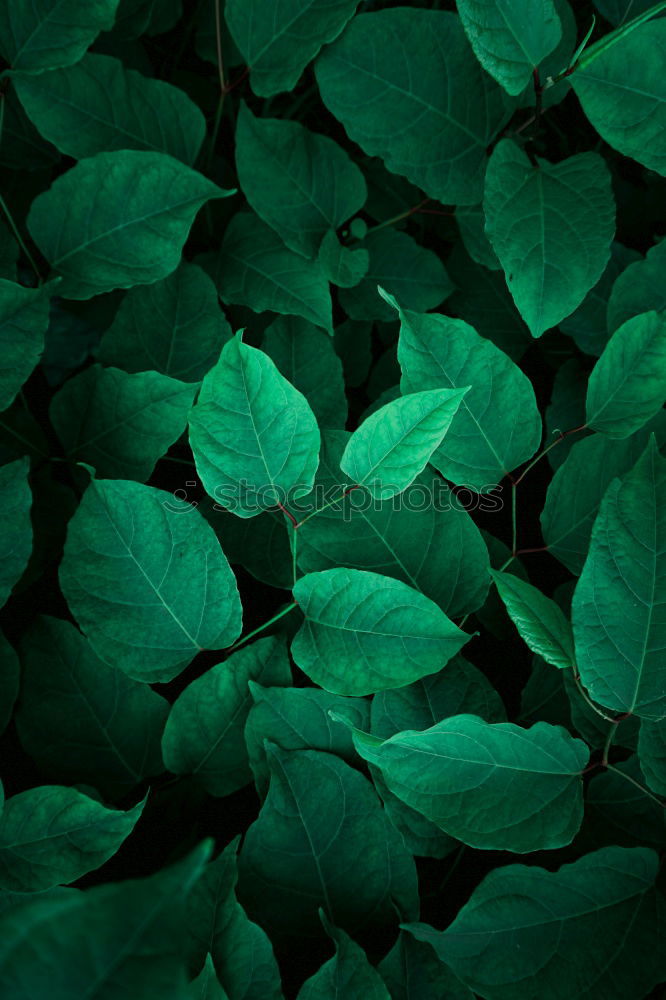 Similar – Image, Stock Photo green leaves texture Plant