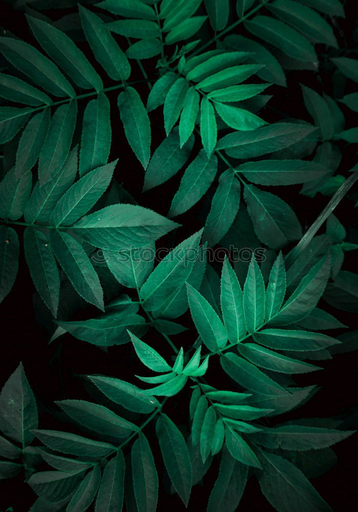 Similar – Image, Stock Photo green leaves texture Plant