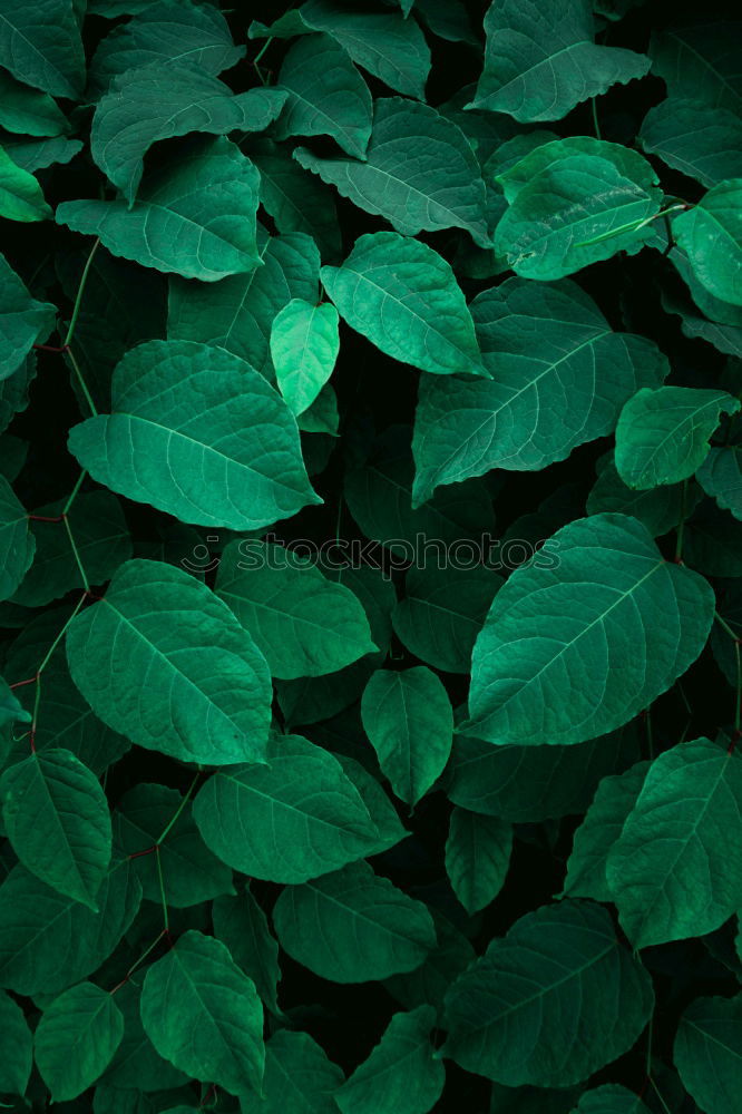 Similar – Image, Stock Photo green plant leaves Plant