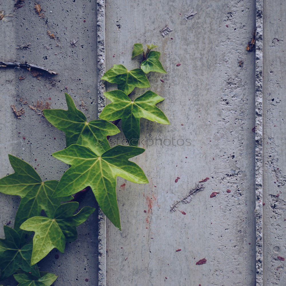 Similar – green plant leaves on the wall