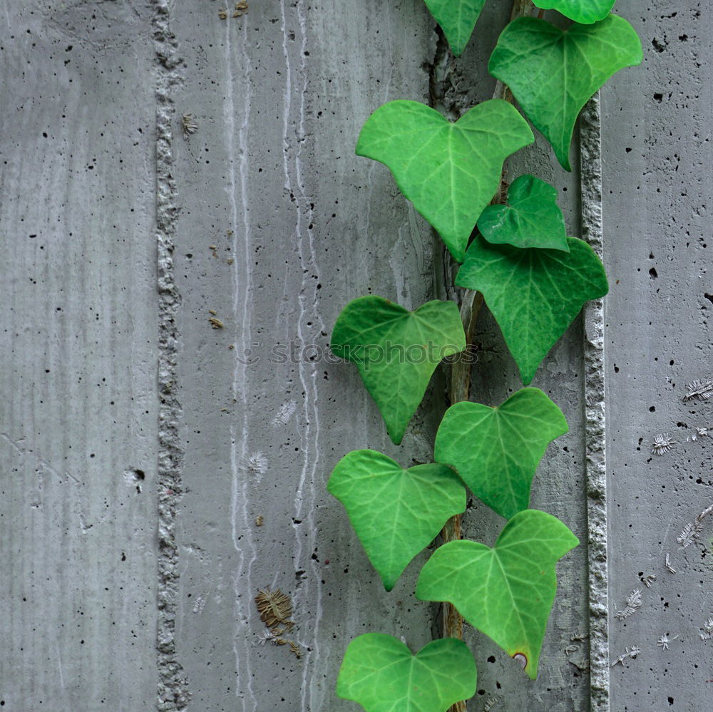 Similar – green plant leaves on the wall