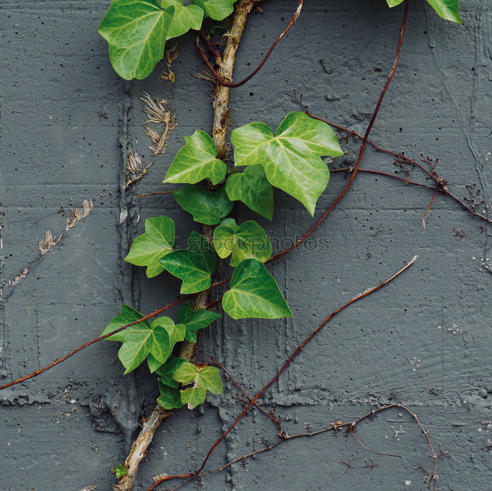 green plant leaves on the wall