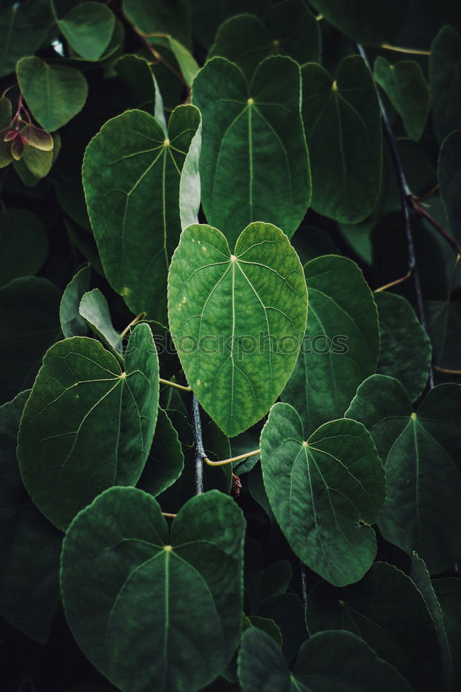 Similar – Image, Stock Photo lucky clover Nature Plant