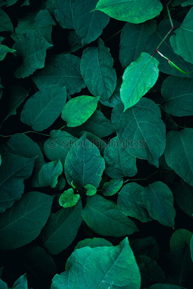 Similar – Image, Stock Photo green plant leaves texture in springtime