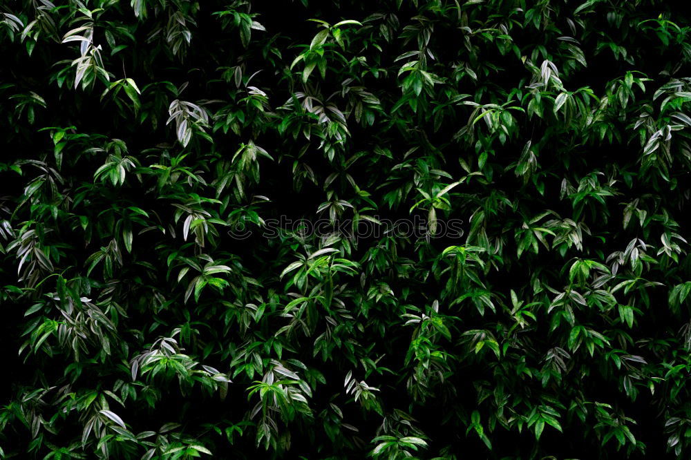 Cannabis Plants Hemp Green