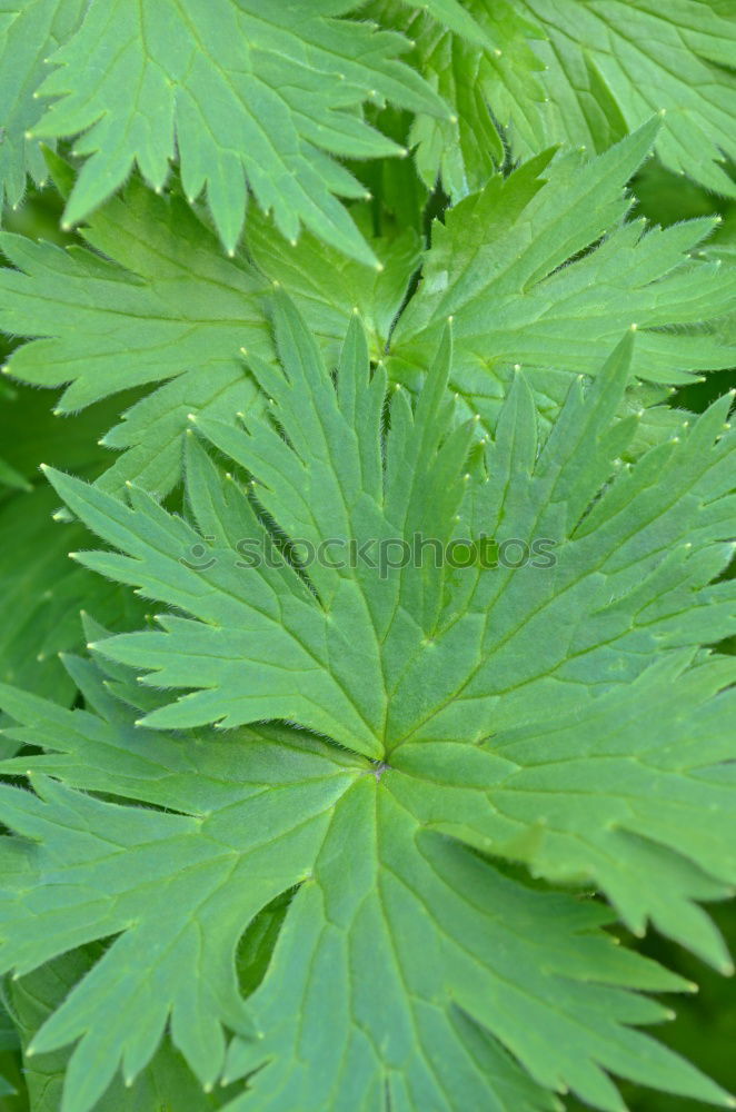 Image, Stock Photo kitchen herb Food