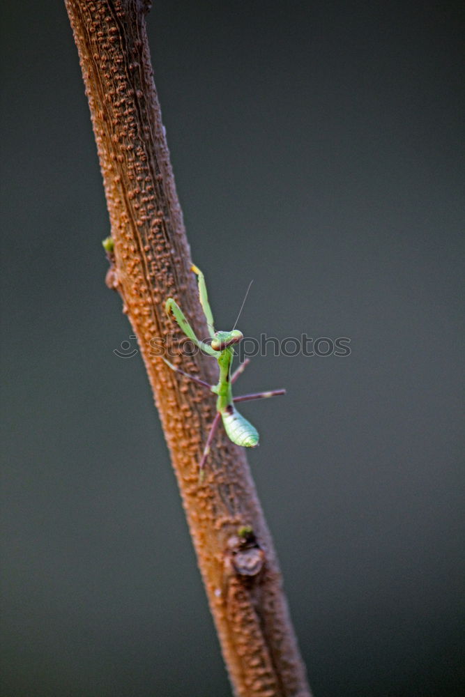 Similar – Your way Caterpillar Crawl