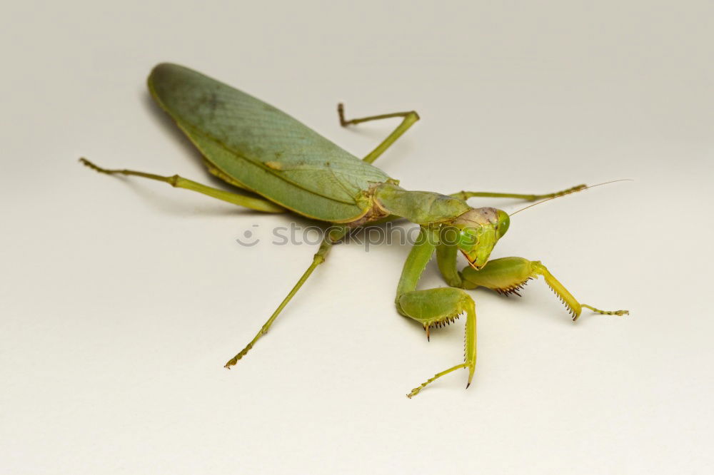 Similar – Locust, Insect Rear view