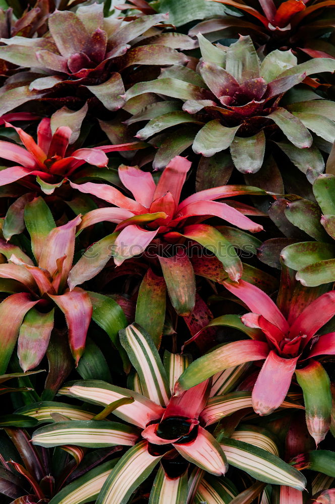 Similar – Foto Bild Rosa grüne Pflanzen