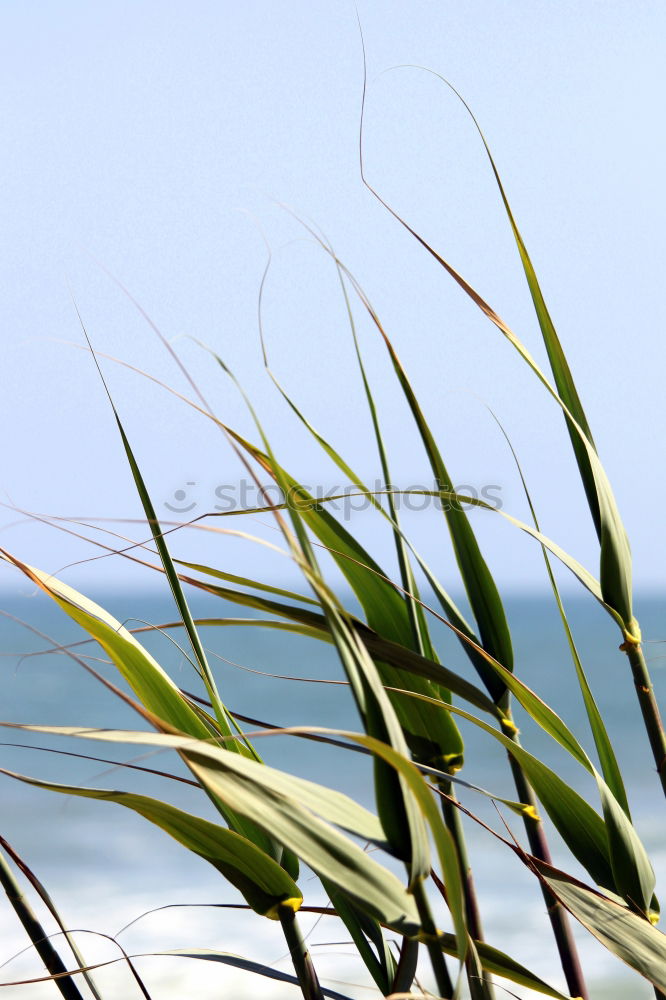 Similar – Image, Stock Photo The grass is over the matter