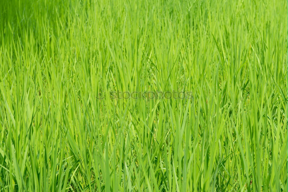 Similar – Foto Bild Fields of Green grün