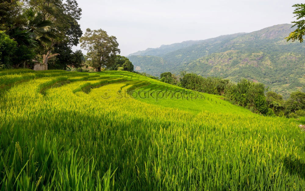 Similar – Image, Stock Photo Tea plantations of Kandy