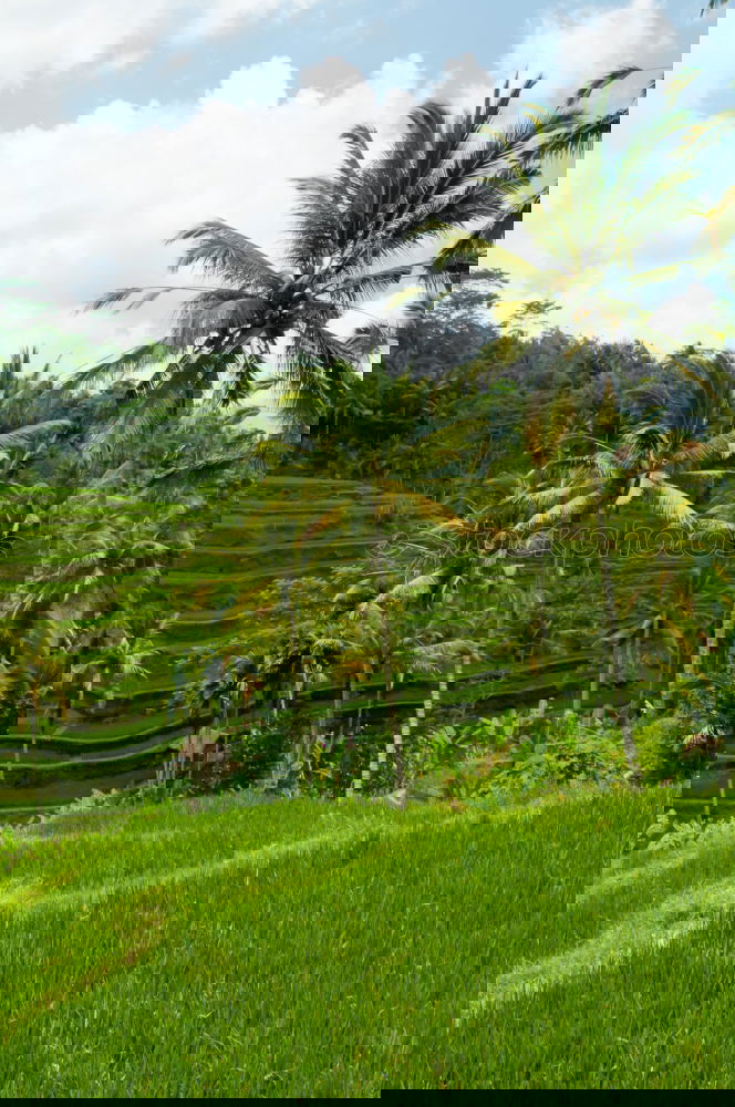 Similar – Image, Stock Photo Rice in Bali Ubud Asia