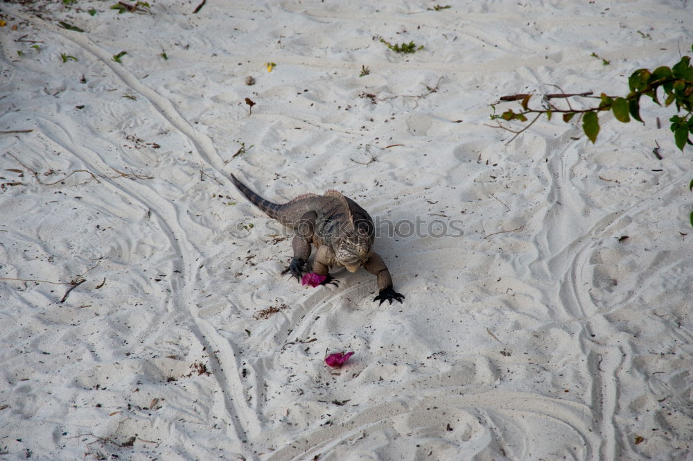 Similar – beach groove Beach Dog