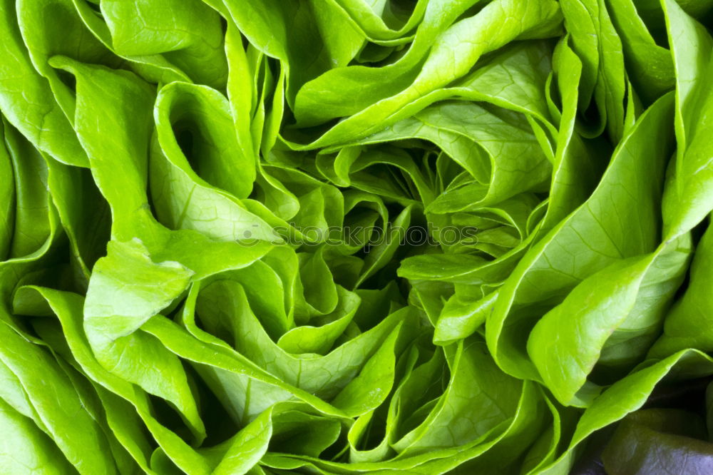 Similar – salad food Green Plant