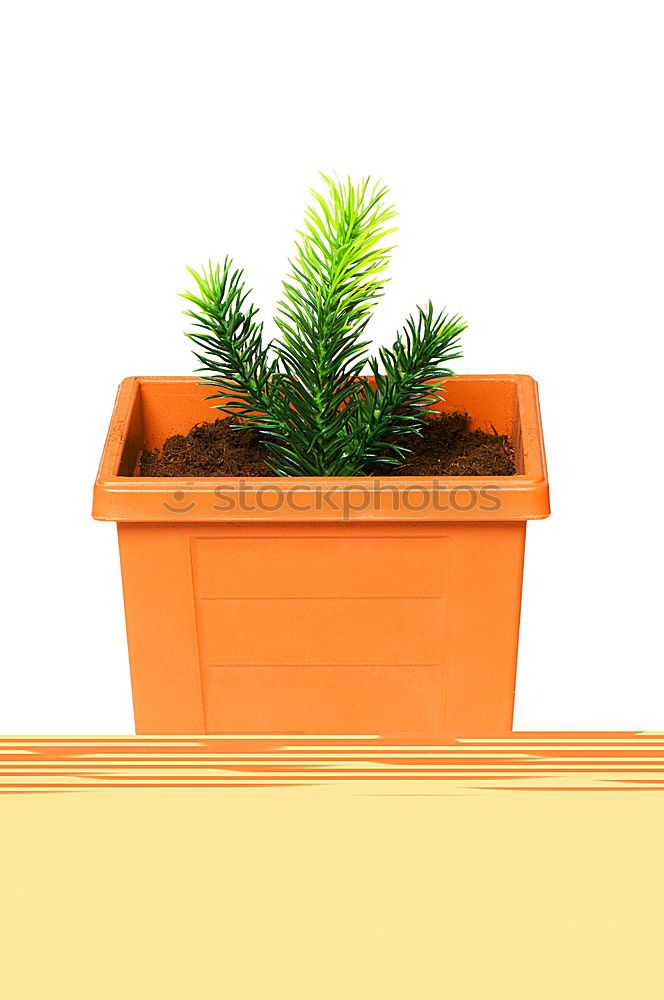 Image, Stock Photo Rosemary in a pot Art