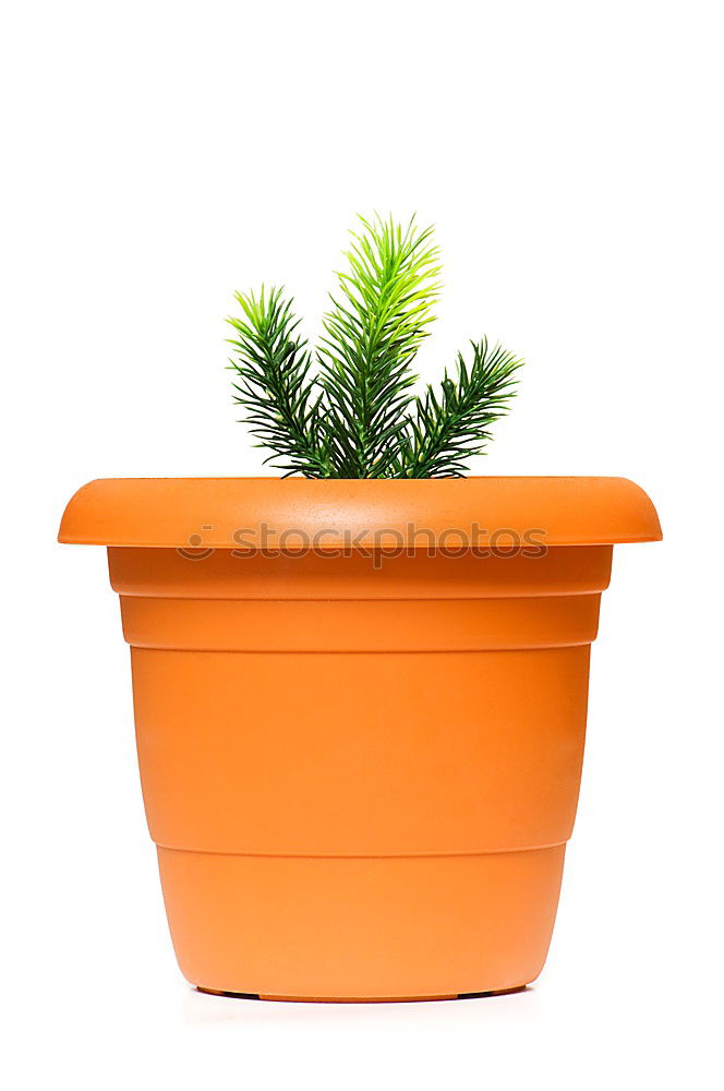 Similar – Image, Stock Photo Rosemary in a pot Art