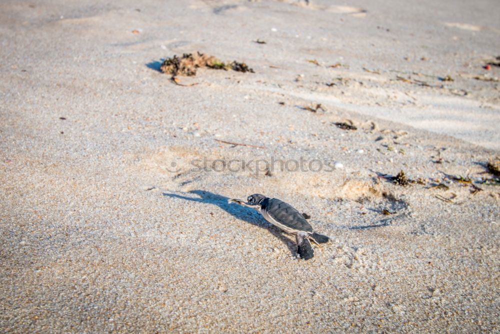 Similar – Image, Stock Photo flotsam and jetsam