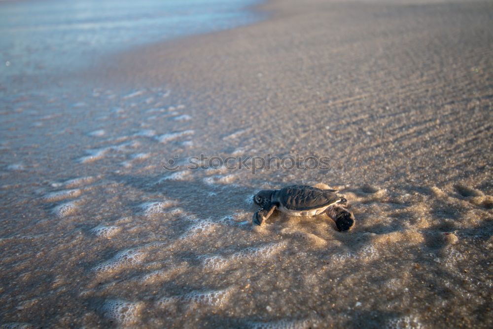 Similar – dung beetle Animal Beetle