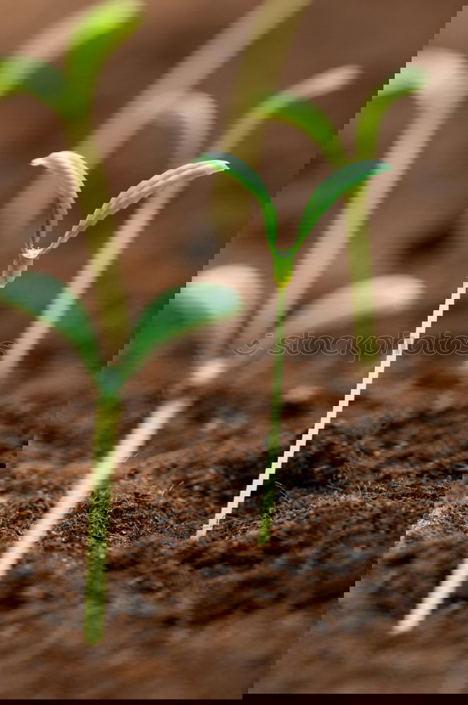 Similar – Foto Bild Aus der Reihe tanzen