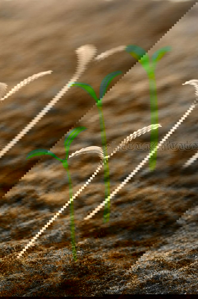 Similar – Foto Bild Aus der Reihe tanzen