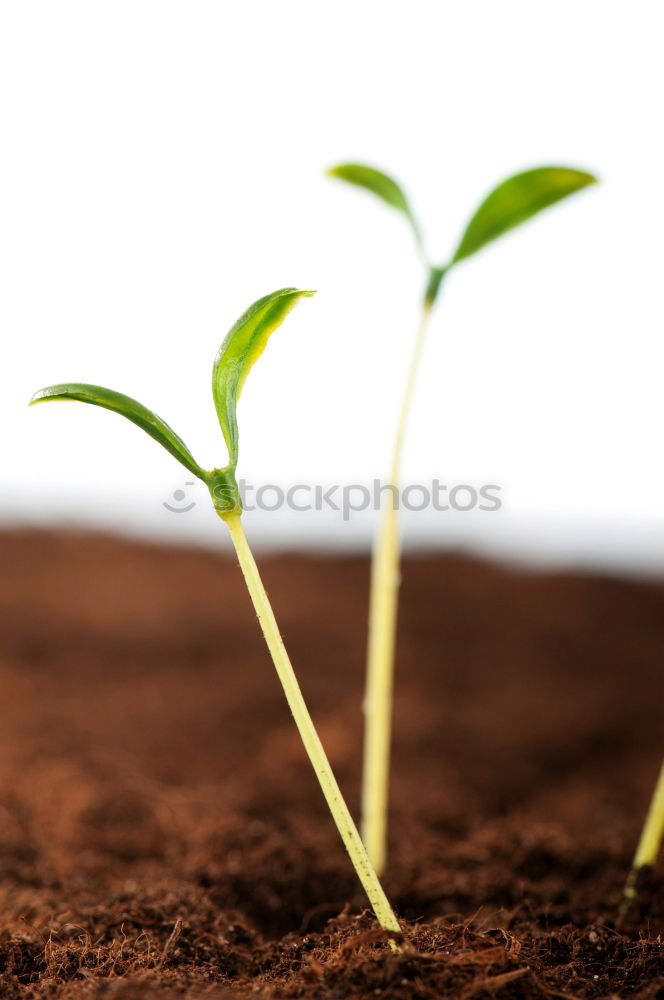 Similar – young plant with soil in one hand