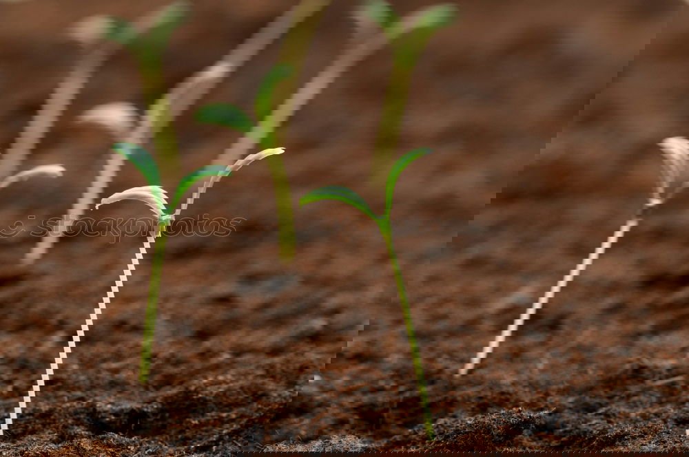 Similar – Foto Bild Aus der Reihe tanzen