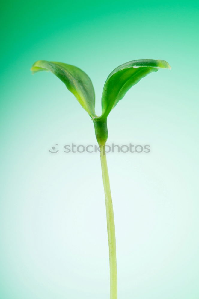 Similar – cress forest Cress Grass