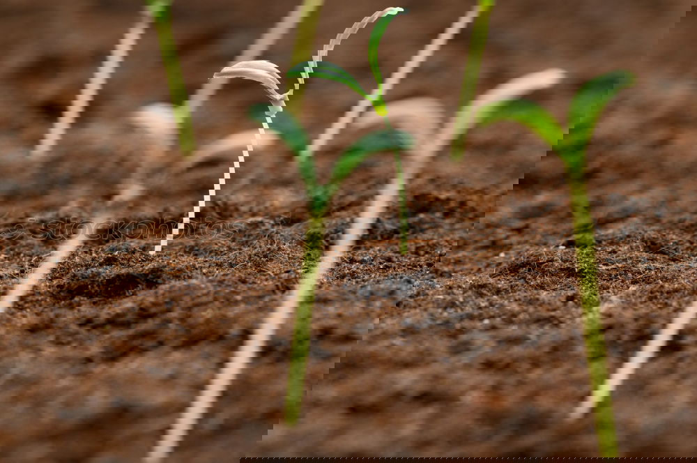 Similar – Image, Stock Photo growth Agriculture