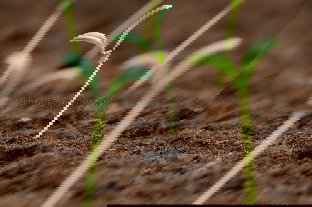 Similar – Image, Stock Photo growth Agriculture