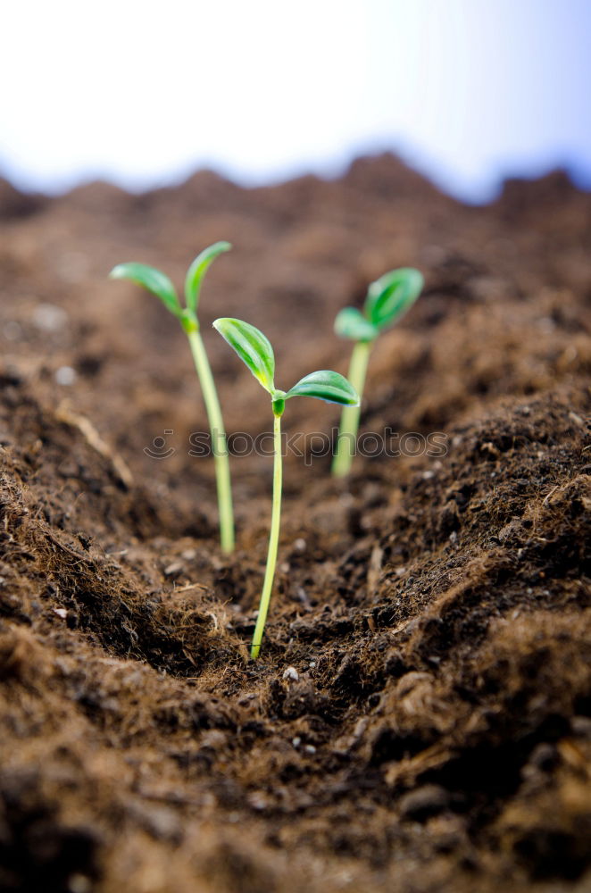 Similar – Image, Stock Photo subculture Plant Moss Leaf