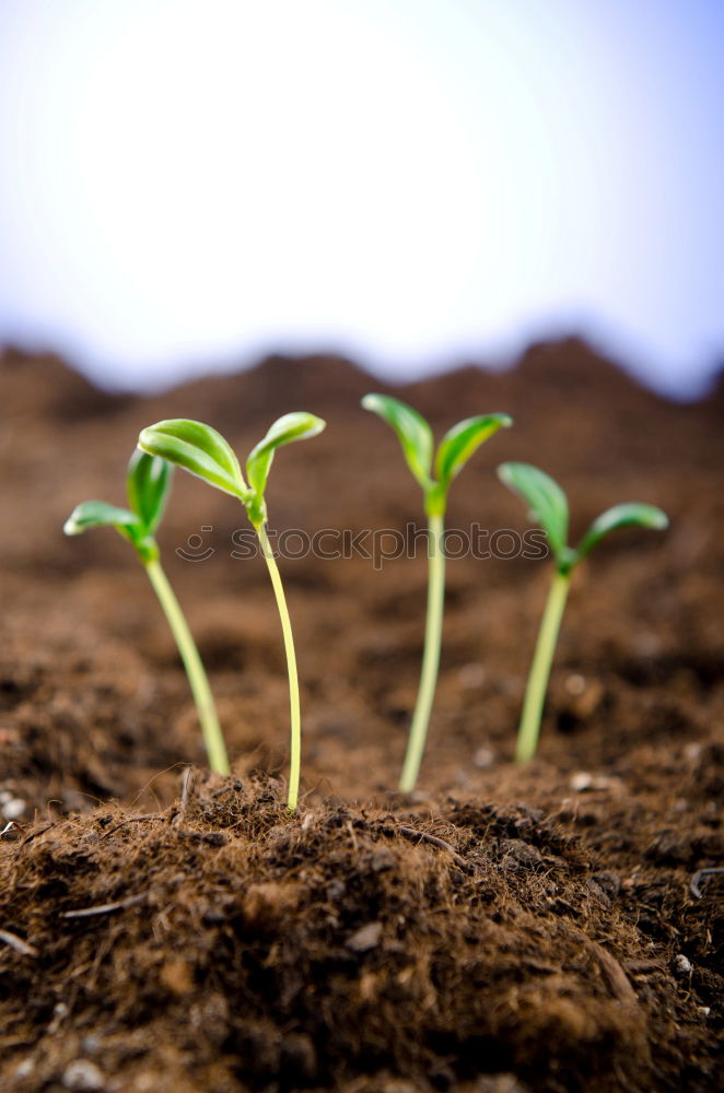 Similar – waiting Plant Spring