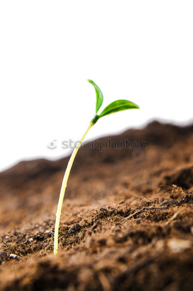 Similar – young plant with soil in one hand