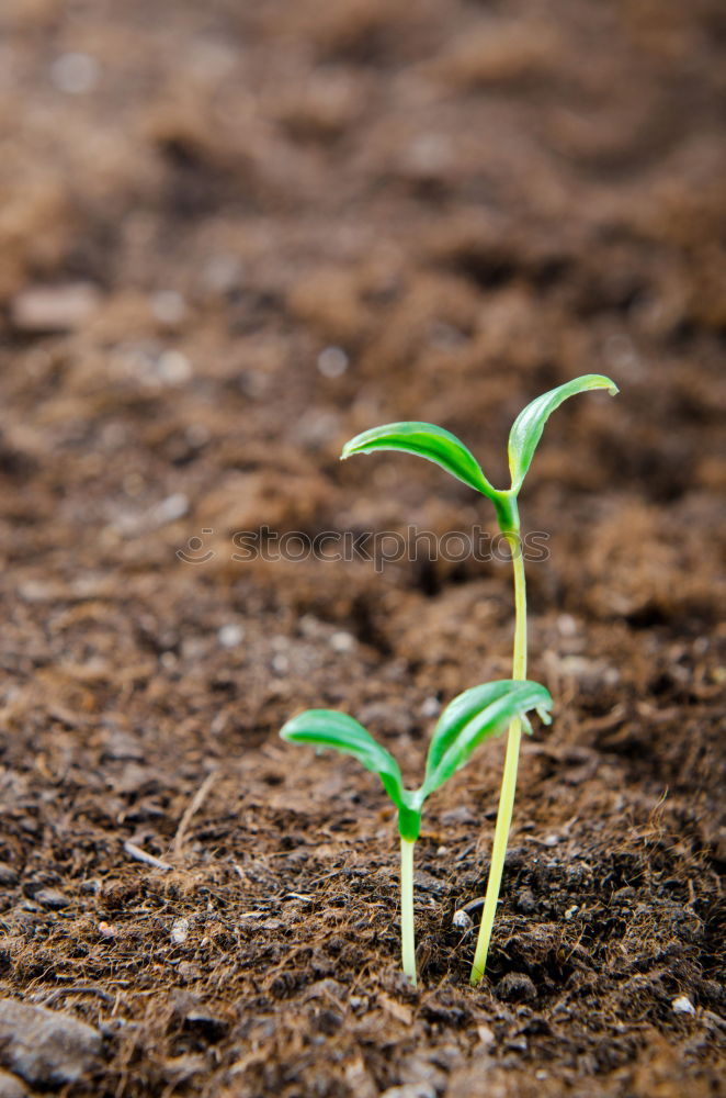 Similar – Image, Stock Photo High contrast Life Summer