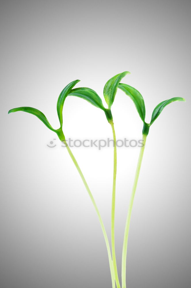 Similar – Image, Stock Photo bamboo Green Plant