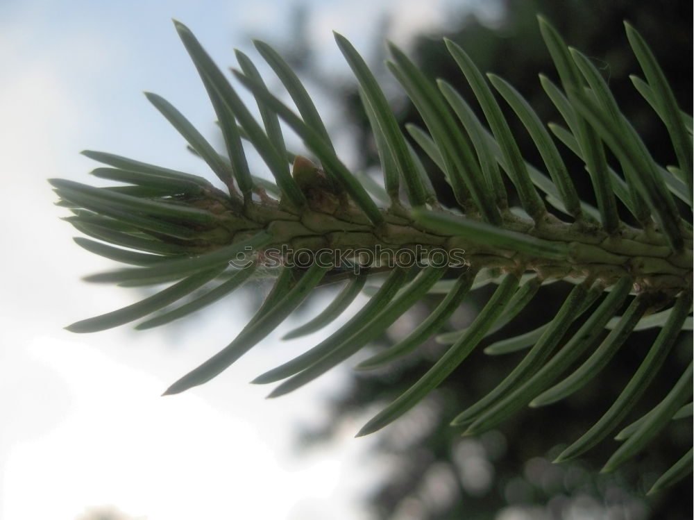 Similar – Pine cones Tree Detail