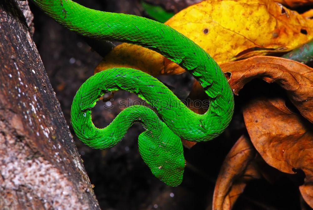 Similar – up close mamba Animal