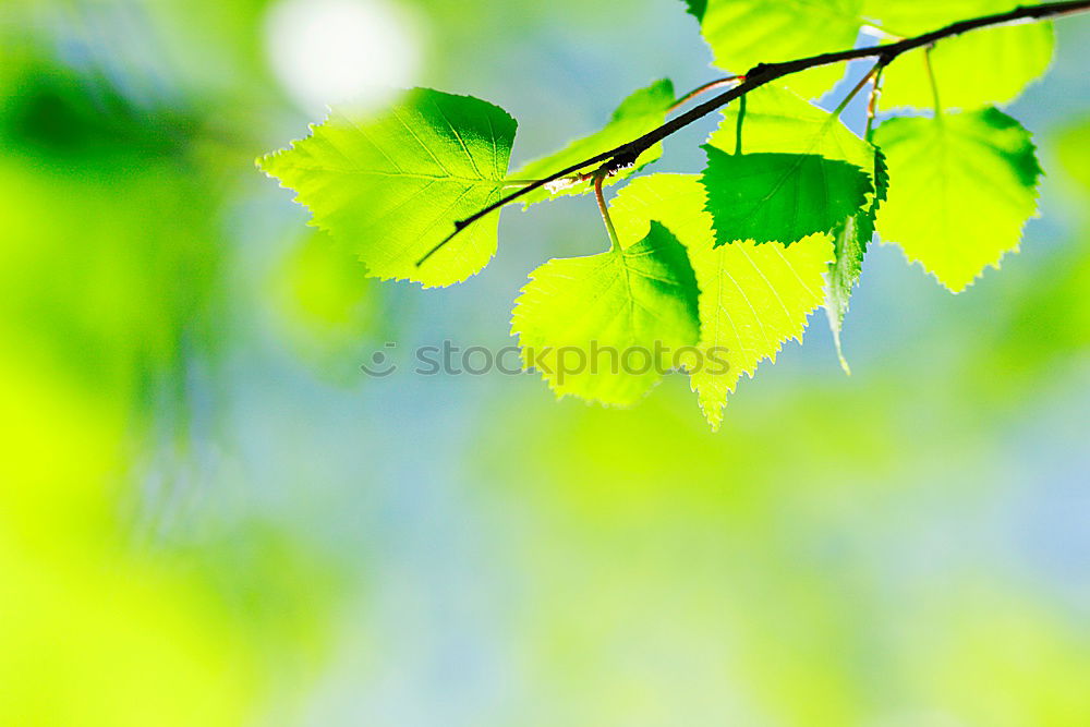 Similar – city green Plant Sunlight