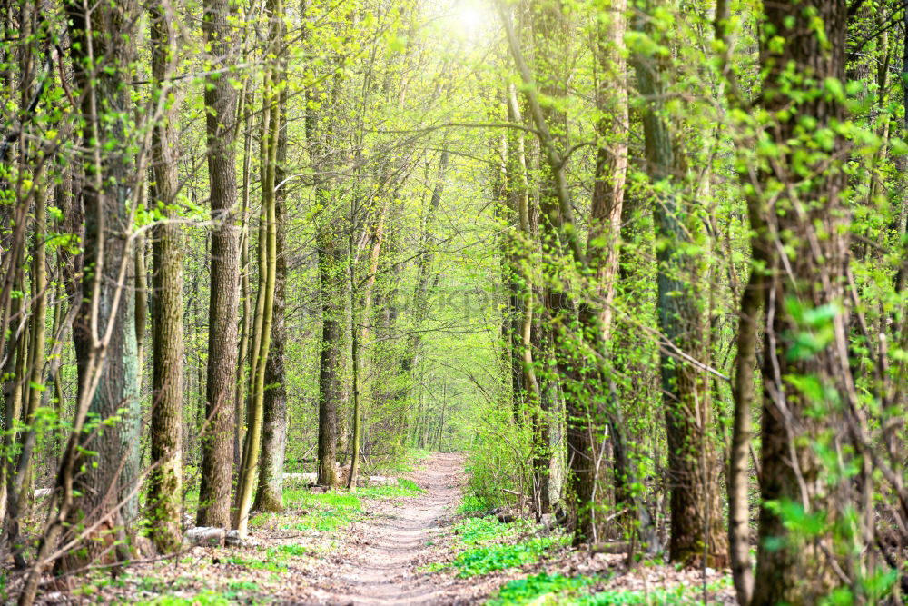 Similar – Pathway in bamboo grove