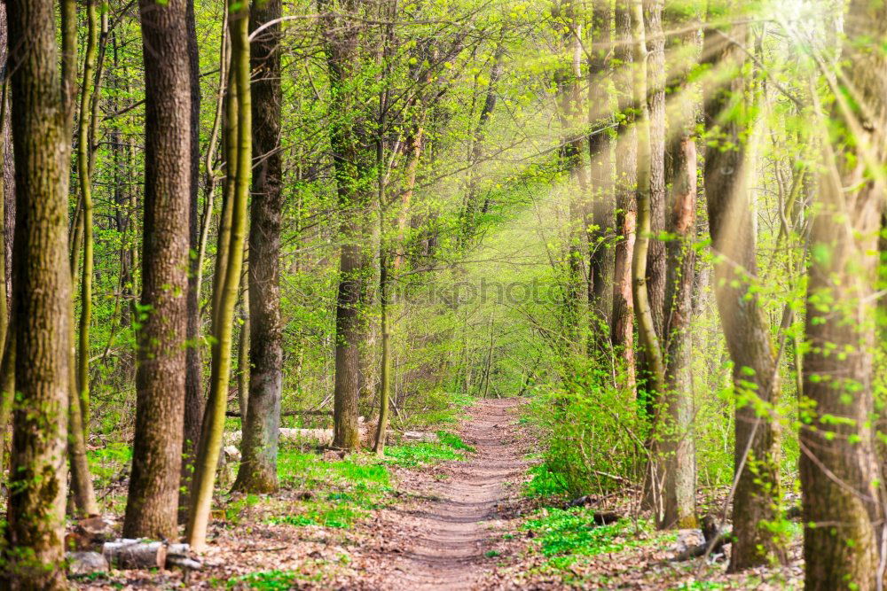 Similar – Image, Stock Photo Sunbeams in the forest