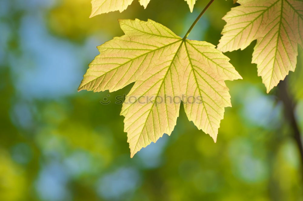 Similar – Image, Stock Photo maple Environment Nature