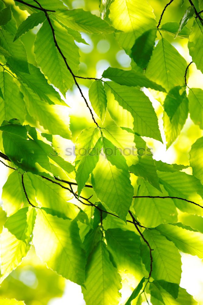 Similar – Herbstgrün Umwelt Natur