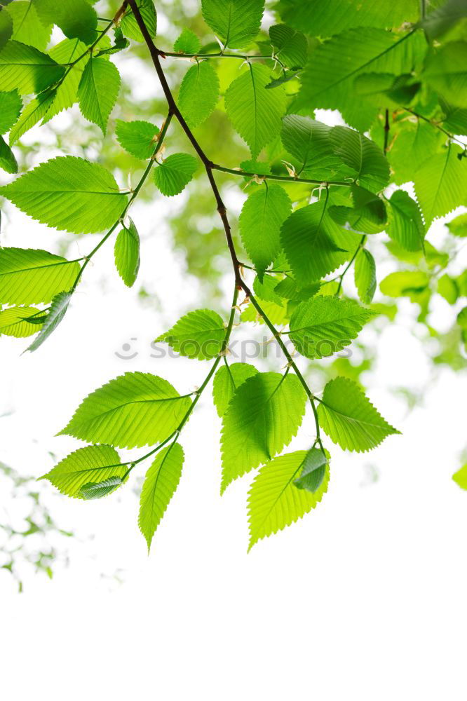 Similar – Bambusfrühling Umwelt