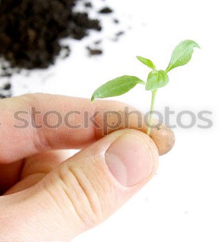 Similar – young plant with soil in one hand