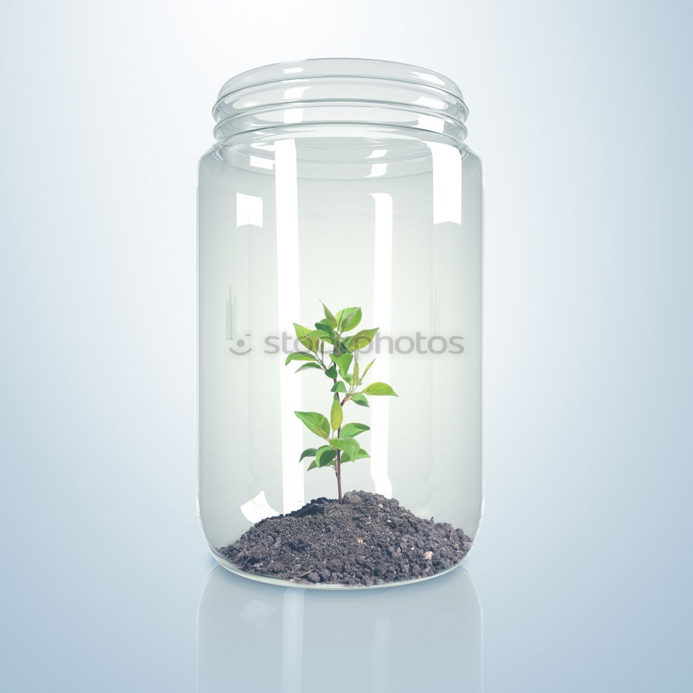 Similar – life Cress Fresh Plant