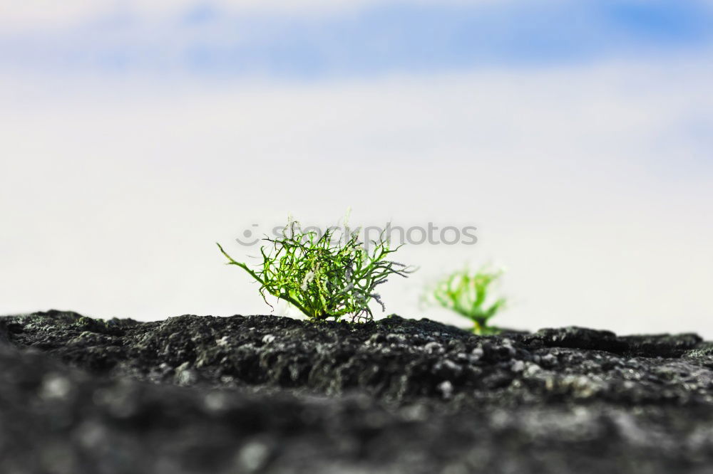 Similar – Foto Bild Kraft Leben Umwelt Natur