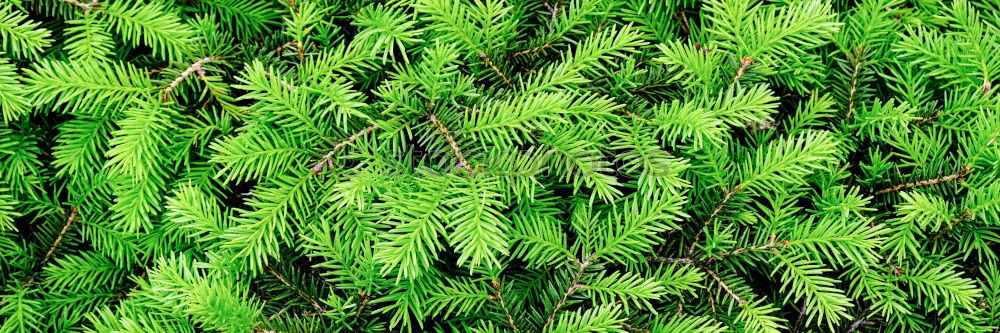 Similar – Image, Stock Photo green fern plant leaves